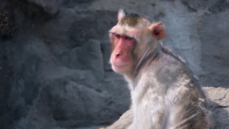Vista-Lateral-Del-Mono-Macaco-Adulto-Mirando-A-Lo-Lejos-El-Zoológico-Del-Gran-Parque-De-Seúl-En-Corea-Del-Sur