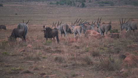 Herd-of-Elands-and-Common-wildebeests-walking-in-african-plains