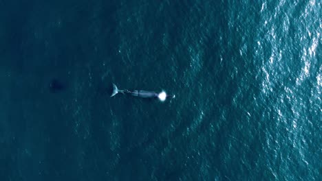 Unglaublich-Schöner-Wal,-Der-Wasser-Hoch-In-Zeitlupe-Im-Mittleren-Blauen-Ozean-Spritzt