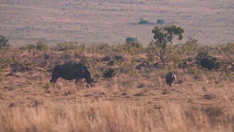 Madre-Rinoceronte-Pastando-Con-Un-Ternero-En-La-Llanura-De-La-Sabana-Africana