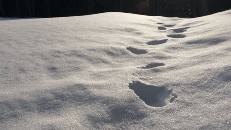 tilt-up-to-footprints-up-the-hill-on-a-snowing-day