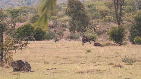 Common-wildebeests-lazily-grazing-in-african-savannah-heat