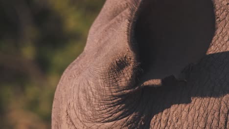 Close-up-of-moving-ear-with-bristles-of-white-rhinoceros