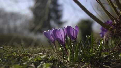Azafrán-Púrpura-Que-Crece-En-El-Jardín-En-Primavera-Justo-Antes-De-Pascua-4k