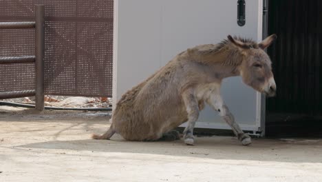 Donkey-Rolling-on-the-Ground-to-Scratch-Its-Back-and-then-Walks-Around-the-Enclosure---Fixed-Full-Shot