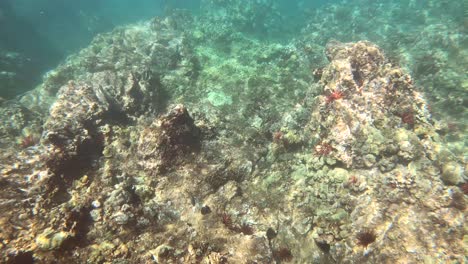 Korallengartentouren-In-Maui-Mit-Rotstiftseegeln-Und-Falterfischen