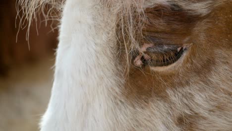 Extreme-Close-Up-Of-A-Shetland-Pony-Horse-Breed-At-Seoul-Grand-Park-Zoo-In-Gwacheon,-South-Korea