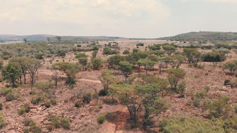 Dirt-road-winding-through-acacia-groves-in-african-savannah,-drone