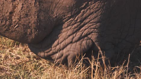 Mud-covered-head-of-grazing-white-rhinoceros,-close-up