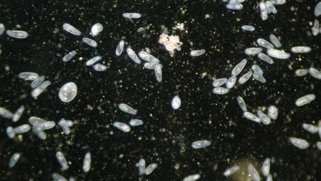 Paramecium-Population-Mit-Hoher-Dichte-Im-Mikroskop-Dunkelfeld