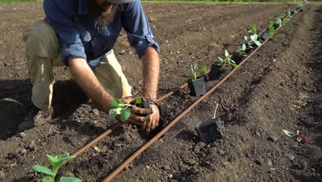 A-farmer-puts-a-plant-into-the-soil