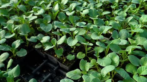 Wachsende-Gemüsepflanzen-Warten-Darauf,-Gepflanzt-Zu-Werden