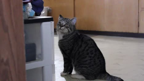 Tabby-Katze,-Die-In-Der-Küche-Eines-Hauses-Steht