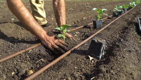 A-farmer-digs-into-soil-to-plant-a-vegetable-plant