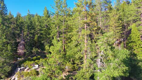 Tall-Pine-Tree-Forest-Aerial-Drone-Descending-View-into-Beach-Front-in-Lake-Tahoe-Area,-Nevada-California