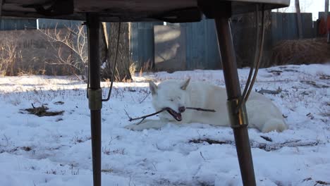 Weißer-Husky-Hund,-Der-Im-Schnee-Liegt-Und-Auf-Einem-Ast-Kaut