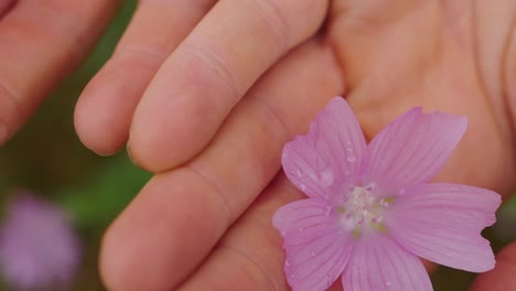 Closeup-of-palm-hands-holding-Malva-alcea-pink-flower,-static,-day