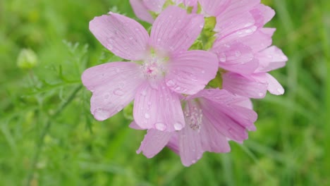 Pink-Five-Petal-Flower-With-Water-Droplets-On-Leaves