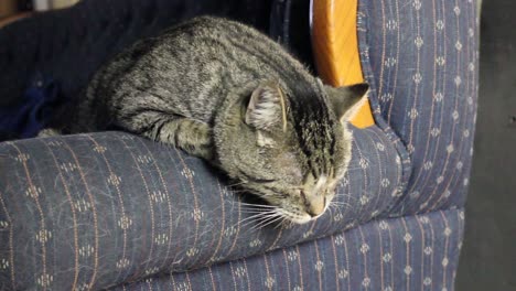 Tabby-Erwachsene-Katze-Schläft-Auf-Der-Seite-Einer-Couch-In-Einem-Wohnzimmer