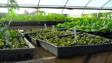 Gemüsepflanzen-Beginnen-Zu-Sprießen