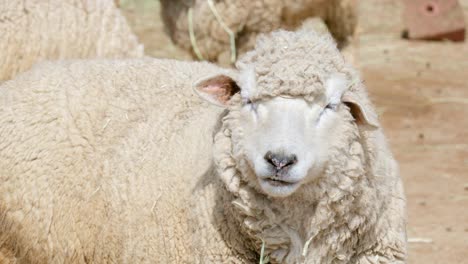 Nahaufnahme-Eines-Wolligen-Schafes,-Das-Auf-Einem-Bauernhof-Steht