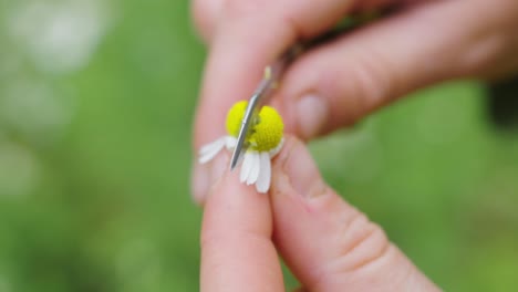 Closeup-of-hands-cutting-in-half-camomile-flower-with-small-pocket-knife,-day
