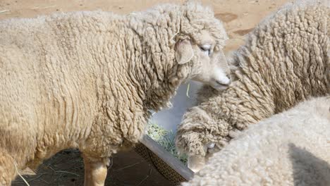 Close-up-Of-Sheep-Eating-Grass-On-A-Metal-Trough-In-A-Farm
