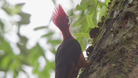Female-Red-Necked-Woodpecker-looks-around,-resumes-hunting-on-rainforest-tree
