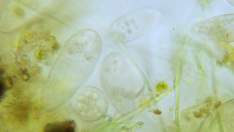 Paramecium-high-density-population-in-microscope-bright-filed