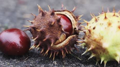 Macro-closeup-of-chestnut-husk-protected-by-sharp-spikes-on-ground-terrain,-day