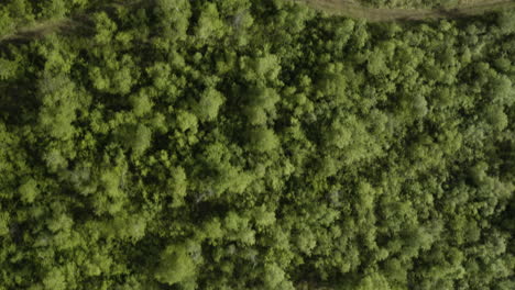 AERIAL---Birch-treetops-in-Vaglaskogur-Forest,-Iceland,-top-down-forward
