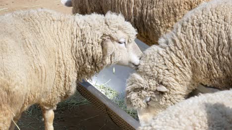 Sheep-Feeding-At-A-Trough-In-A-Farm---close-up