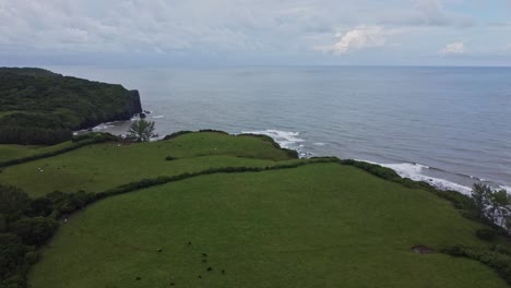 Aerial-shot-over-green-pasture-with-livestock-grazing,-with-a-backdrop-of-the-rocky-shores-of-the-sea-in-Pacific-Ocean-on-a-cloudy-day