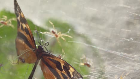 Community-spiders-crawling-towards-trapped-butterfly-in-web---close-up-reveal