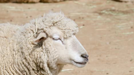 Close-Up-Portrait-Of-A-White-Sheep-In-A-Farm