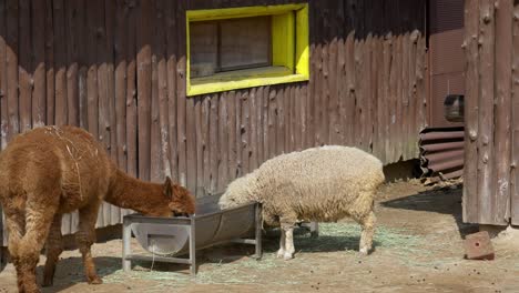 Brown-Alpaca-and-Sheep-Eating-Food-in-the-Same-Feeder-and-Sharing-the-Enclosure-in-a-Farm-in-Seoul-South-Korea---Fixed-Full-Shot