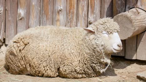 Weiße-Wollige-Schafe,-Die-Sich-An-Einem-Sonnigen-Tag-Auf-Einem-Bauernhof-Ausruhen