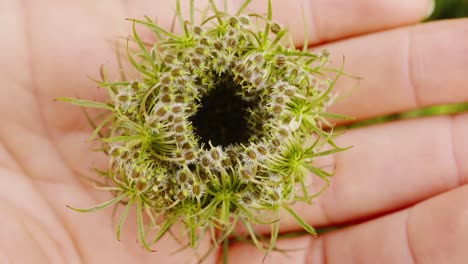 Close-Up-Of-Green-Wild-carrot-in-Palm-Of-Hand,-bird's-nest,-bishop's-lace,,-Queen-Anne's-lace-Flower-On