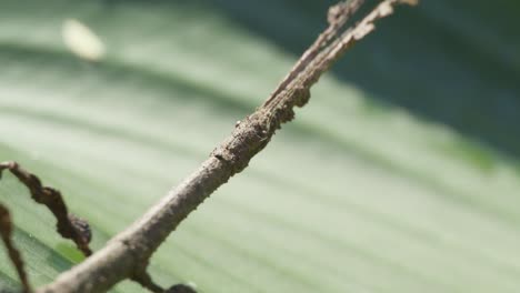 Stationary-stick-insect-imitating-a-twig,-camouflage-strategy