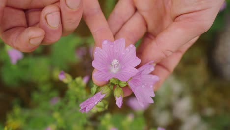 top-down-View-Of-Hands-Holding-Purple-Flowers-With-Water-Droplets-On-Petals
