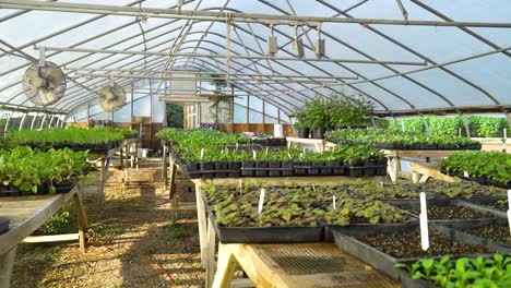 Rows-of-vegetable-plants-sit-on-tables