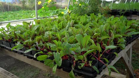 Small-vegetable-plants-are-planted-in-small-containers