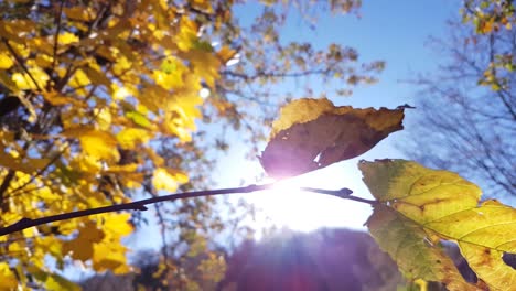 Close-up-view-of-autumn-yellow-leaves-and-the-sunlight-shining-through-it