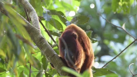 Backlit-howler-monkey-climbing-Amazon-branch-staring-at-camera---medium-tracking