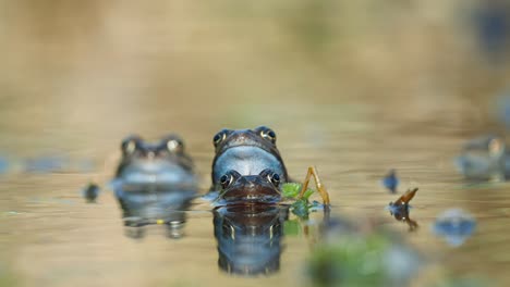 Pair-Of-Frogs-Mating-In-Pond