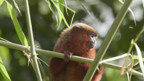 Dusky-titi-monkey-on-green-tree-branch-feeding-on-leaves---tripod-medium