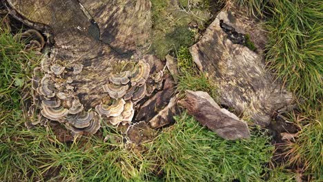 Turkeytail-fungi-,-a-member-of-the-Bracket-fungus-family,-growing-on-an-Ash-tree-stump-on-grassed-area-in-a-housing-area-in-Oakham,-the-main-town-of-Rutland,-Rutland,-England