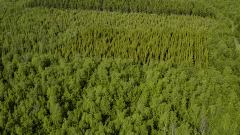 AERIAL---Birch-woodland-in-Vaglaskogur-Forest,-Iceland,-forward-pan-right