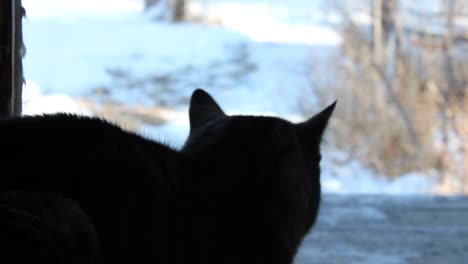 Silhouette-Einer-Erwachsenen-Katze,-Die-Sich-Hinlegt-Und-Im-Winter-Nach-Draußen-Und-In-Den-Schnee-Schaut