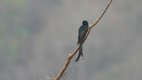 Black-Drongo-in-tree-waiting-for-food-